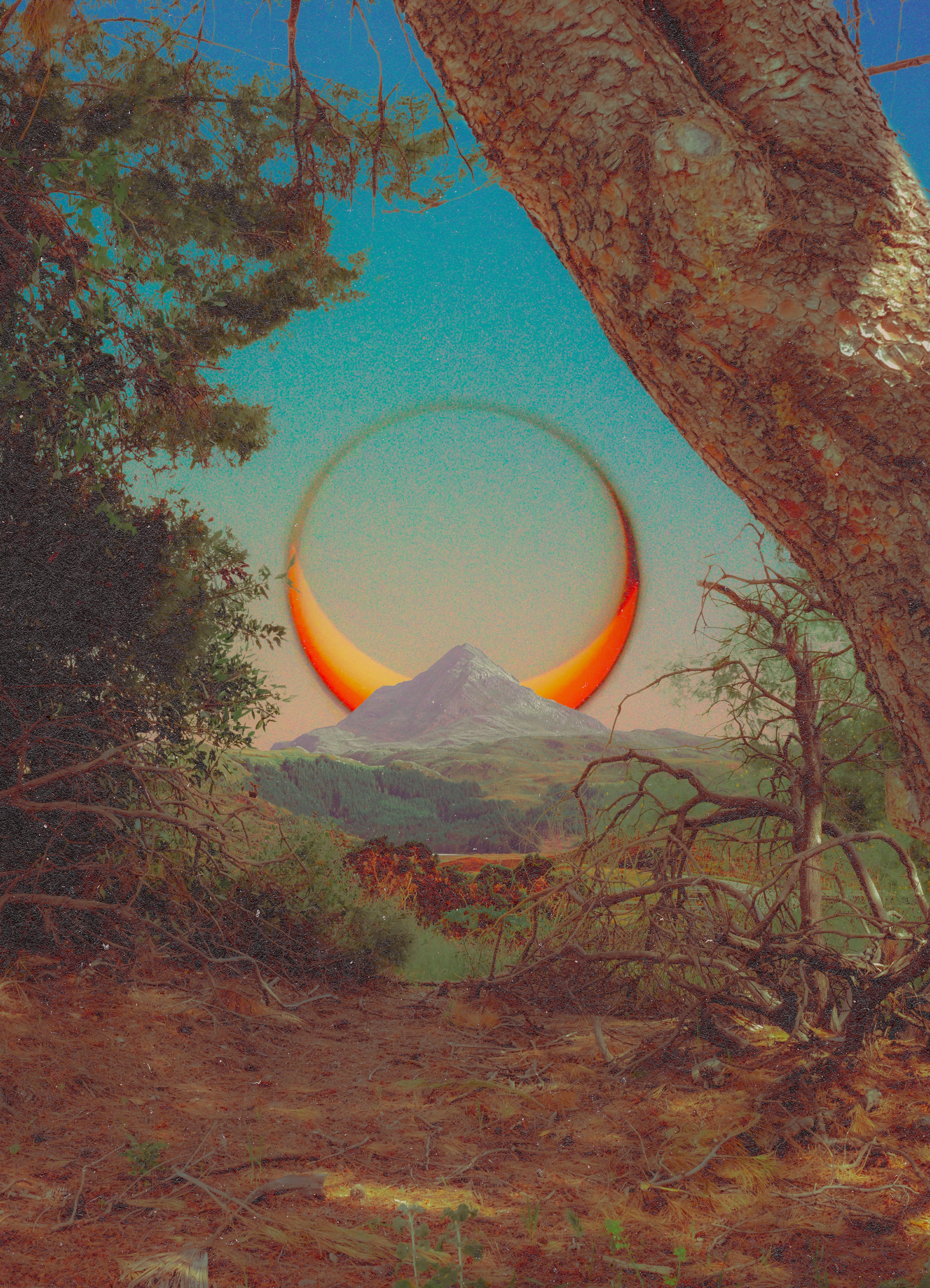Tree Bubble, 2026 Print